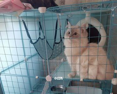 猫咪不会上厕所需要关笼子多久