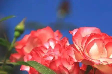 莫斯科市花是什么