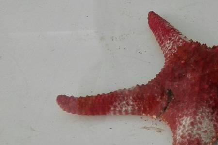 如何辨别海星是否活
