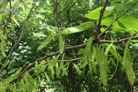 皂荚树栽在家里什么地方好