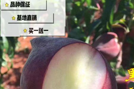 迷你3号桃品种介绍