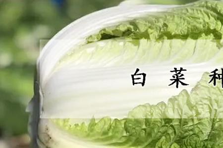 普通白菜品种可分为几类