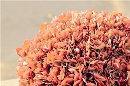 菠萝缀化是什么意思