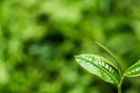 红茶一芽二叶还是一芽三叶好