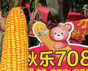 联达202玉米种怎么样