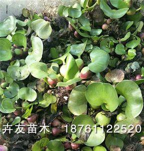 买水葫芦苗还是种子