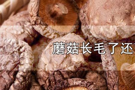 菜角长毛了还能吃吗