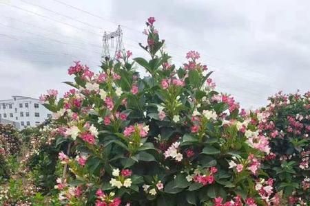 五彩锦带适应庭院种植吗