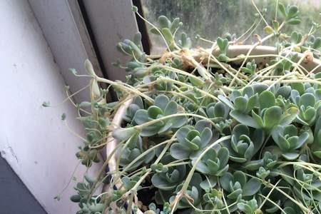 子持莲华用大盆还是小盆
