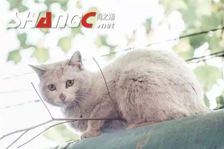 有影无踪形容什么动物