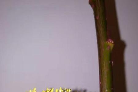 红尘无忧什么意思