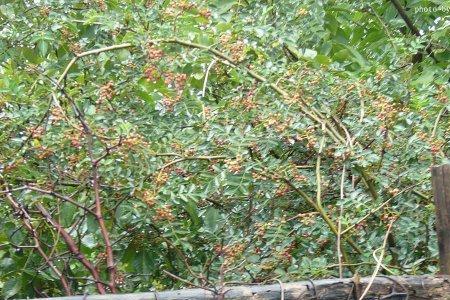 花椒树哪个地方不能种