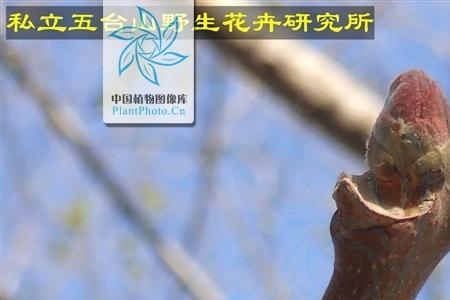 椿木柄和槐木柄哪个好
