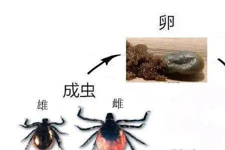 蜱虫会被冻死吗