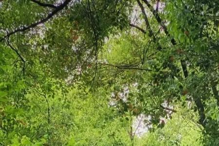 树木苍苍是什么意思