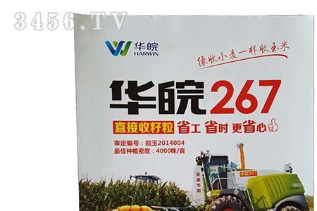 金皖玉658玉米种