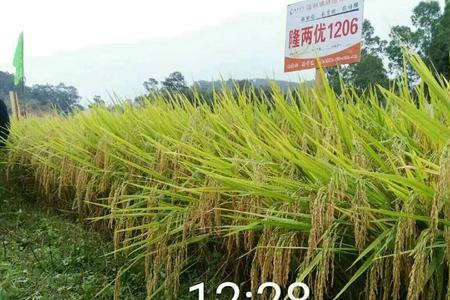 乙蒜素水稻浸种的方法