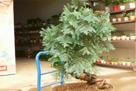 杉树盆景适合室内种植吗