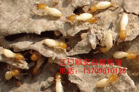 白蚁分泌的蚁酸浓度是多少