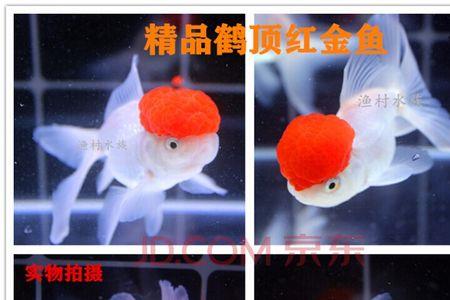 新买鸿运当头鱼用喂食吗