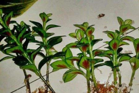 金鱼吊兰上盆2个月了还蔫蔫的