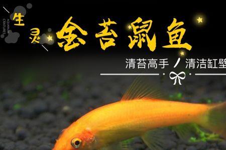 怎么把青苔鼠弄死
