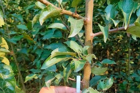 树苗繁殖方法