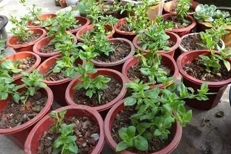 月季花和茉莉花发芽时间
