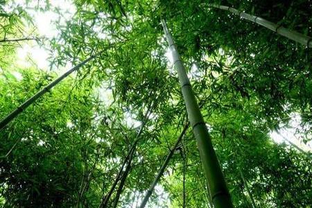 竹林属于什么用地