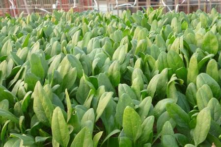 黄淮流域菠菜的种植时间