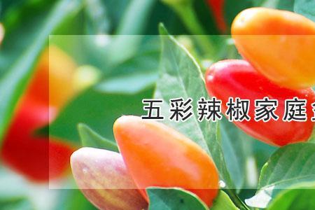 五彩辣椒怎么种植方法