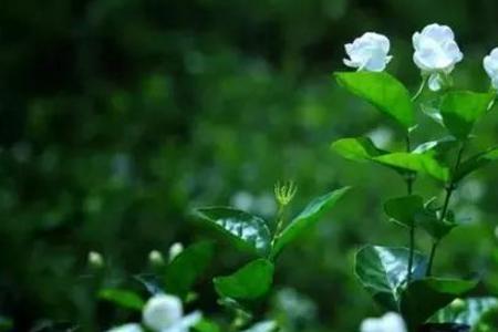石家庄茉莉花哪里最好