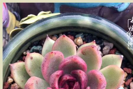 紫水晶多肉养殖方法