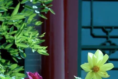 闲坐庭前观花落的意思