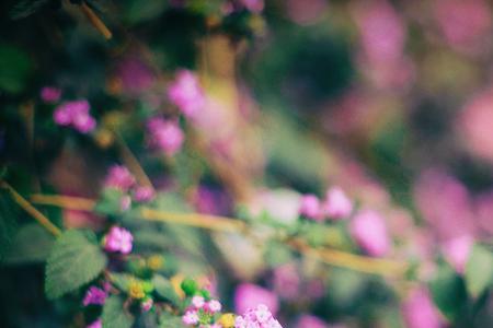 花开花落无期什么意思