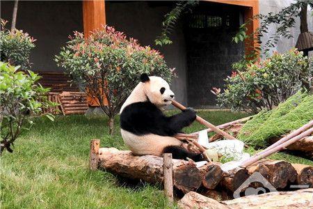 南通动物园熊猫叫什么名字