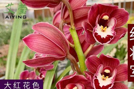 兰花红将军和大将军哪个值得养