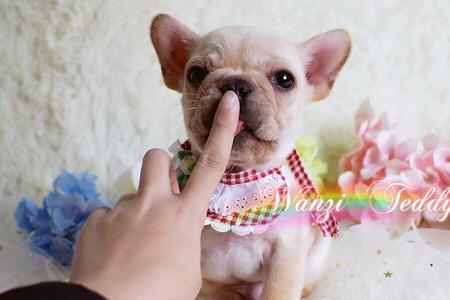 为什么小法斗有的头大有的头小