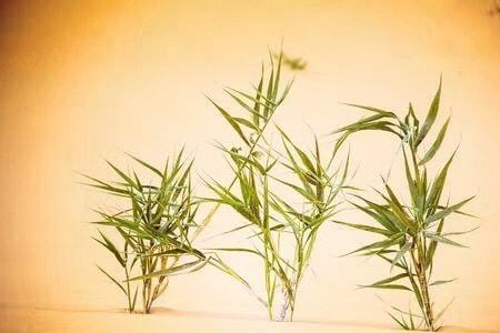 强大的生命力近义词