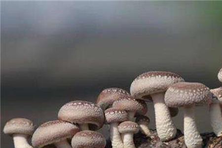 香菇几月份种最好