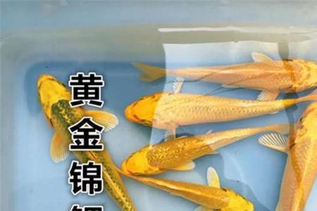 养锦鲤预留的水长青苔能用不