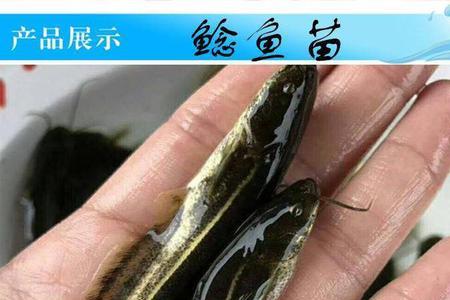塘鲺如何养才会变黄