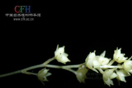 梨花子房上位还是下位