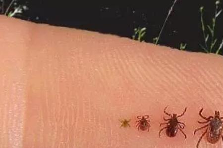 蜱虫和瓢虫区别