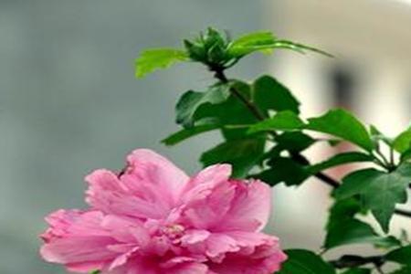 木槿花为什么叫断头花