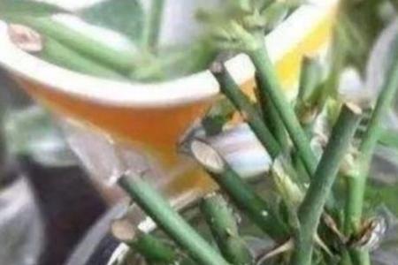 白糖水生根最快方法