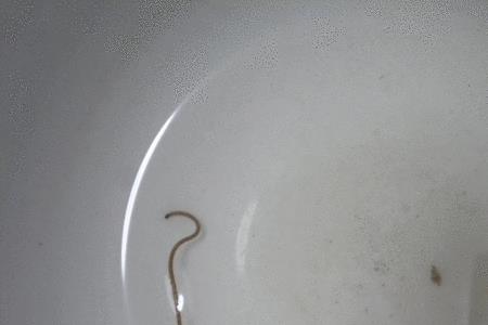铁线虫能炼铁吗
