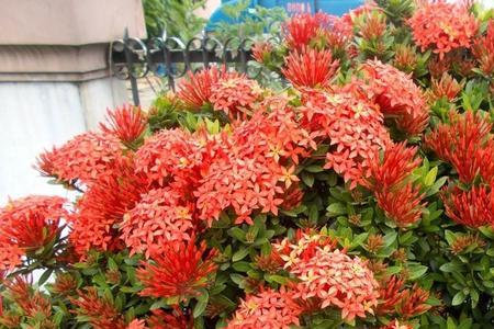龙船花枝条也干枯了还能活吗