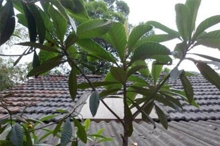 枇杷树的叶子多大才正常