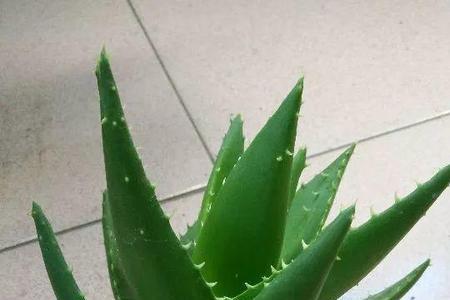 芦荟的根能长多少米